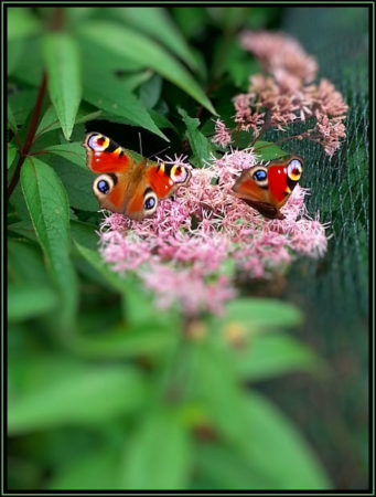 vlinders1